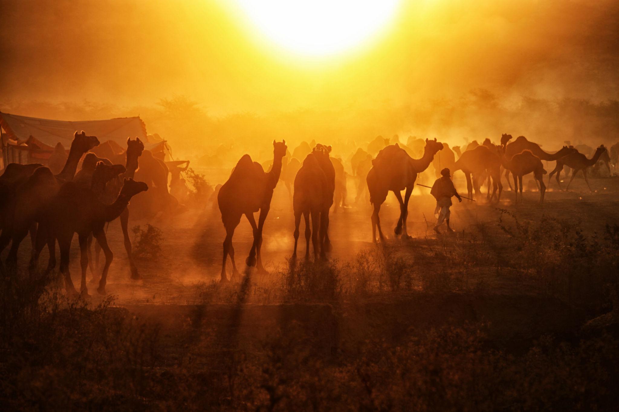 PUSHKAR CAMEL FESTIVAL WITH JAIPURTOUR PACKAGE 2026